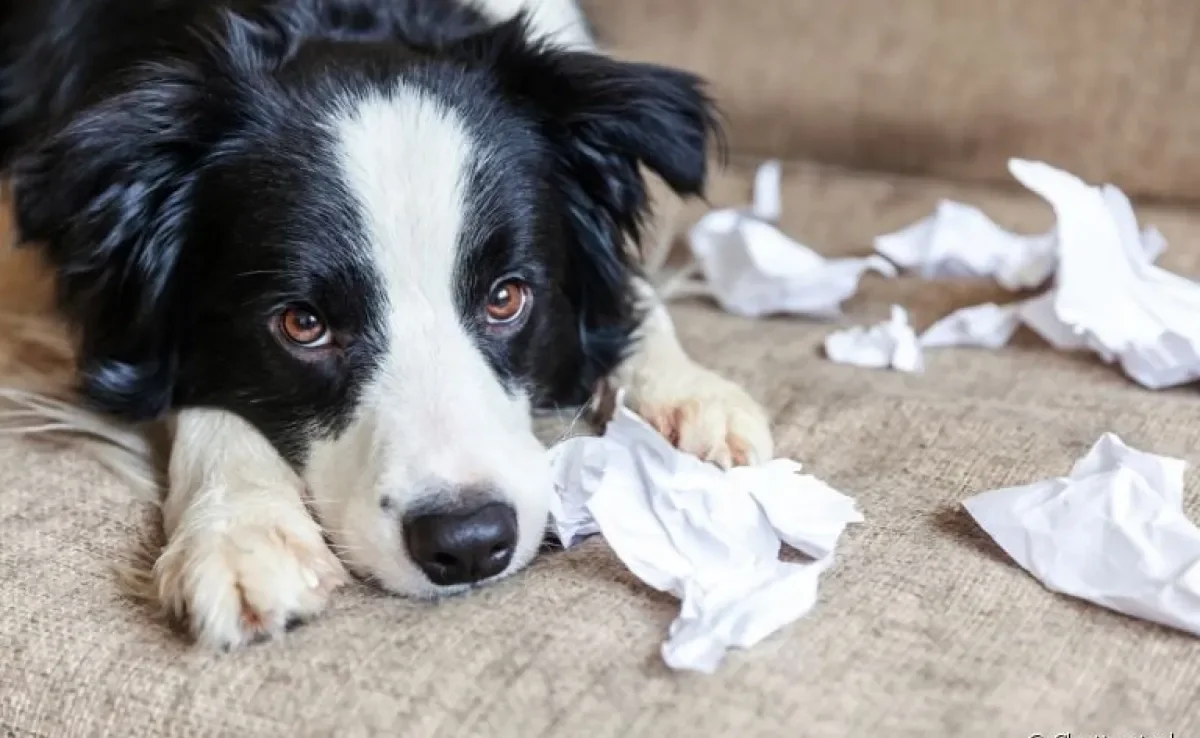 Veja alguns comportamentos caninos que indicam a necessidade de um adestrador de cachorro