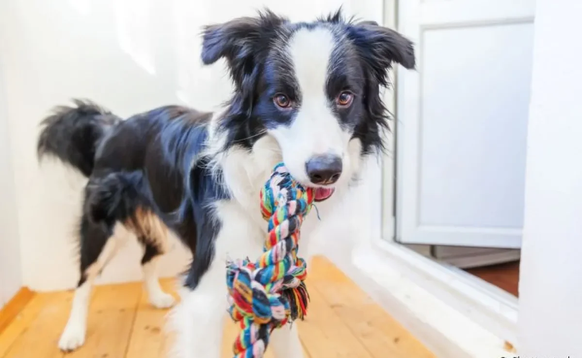 Educar cachorro filhote é um grande desafio, mas não é impossível