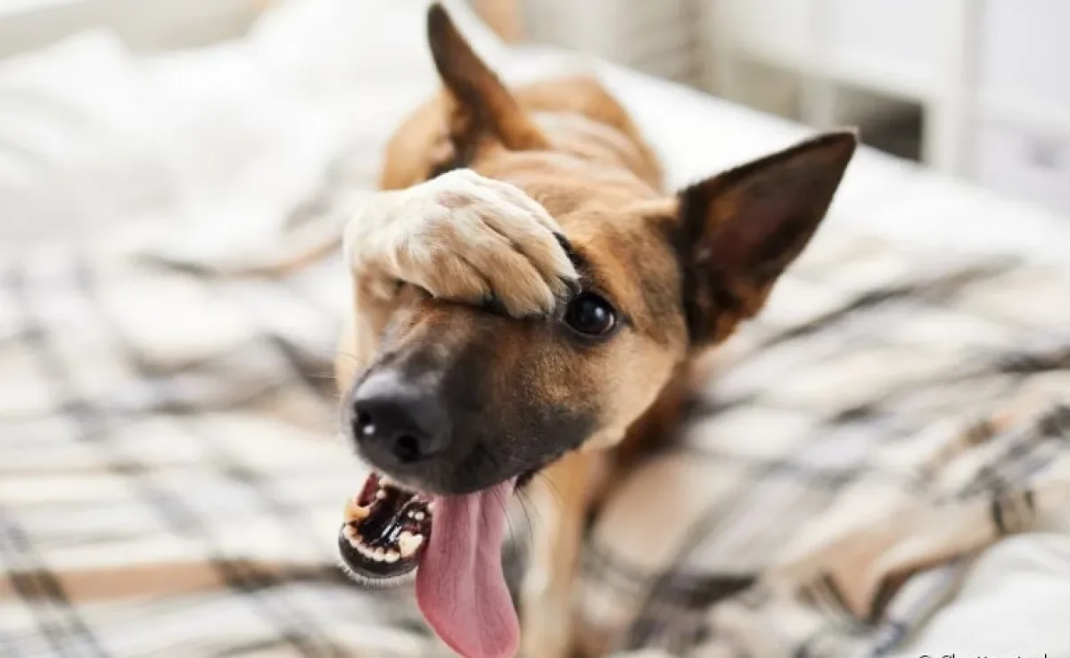 Entenda como estresse pode afetar a saúde do seu cachorro!
