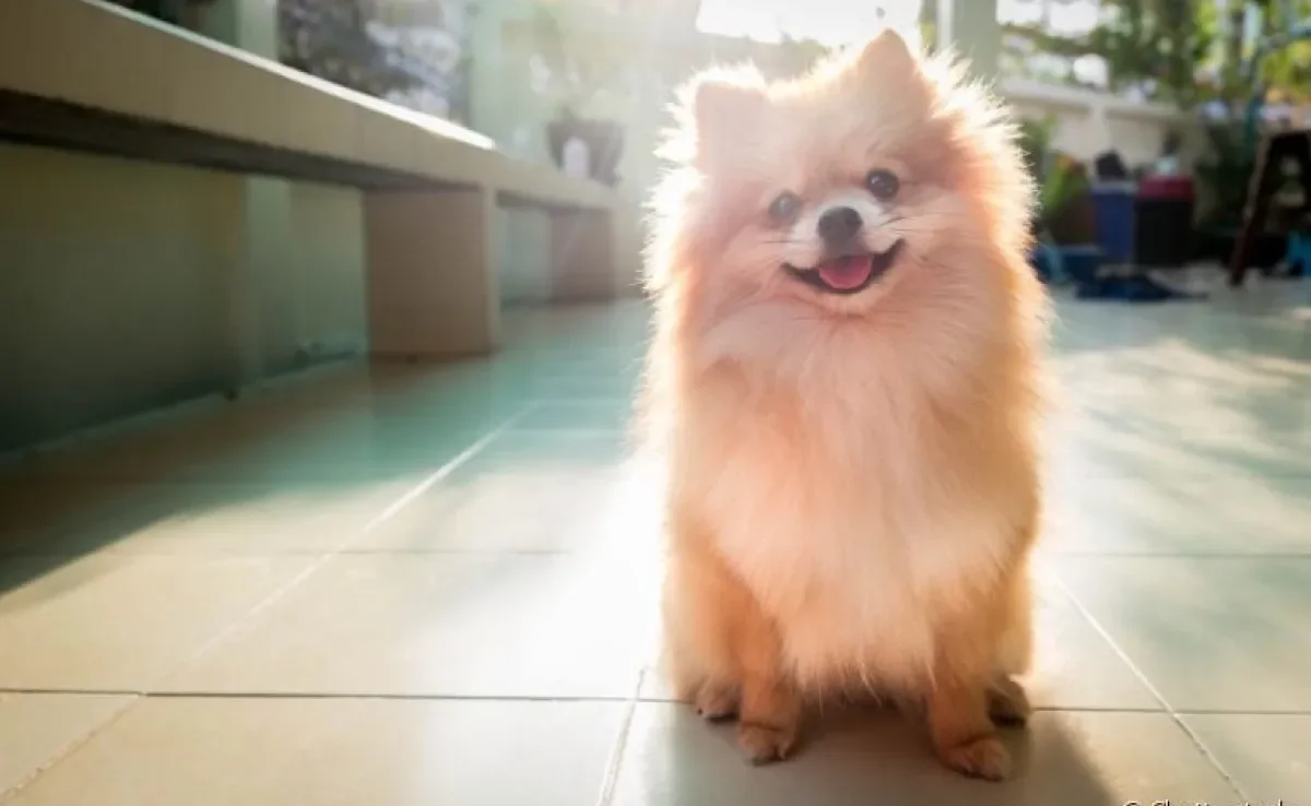 Você sabia que cachorro sente calor? Veja como cuidar do amigo de quatro patas nos meses mais quentes! 
