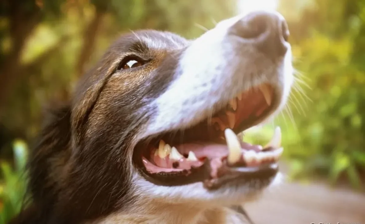 Cachorro sente dor de dente, e por isso é muito importante ficar atento ao sorriso do seu amigo