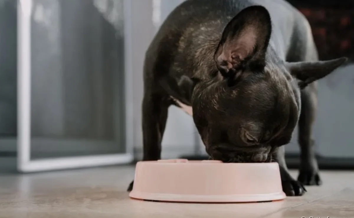 Cachorro vegetariano ou vegano: os animais podem seguir esse tipo de dieta?
