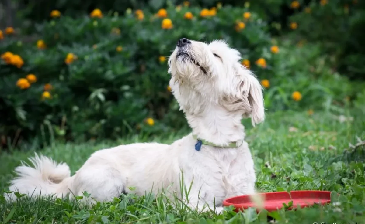 Você já se perguntou qual o cheiro que cachorro não gosta? Descubra alguns deles abaixo! 