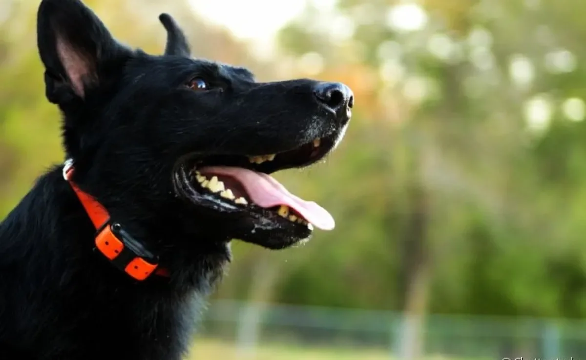  Coleira de choque para cachorro é uma boa opção para o seu pet? Entenda! 