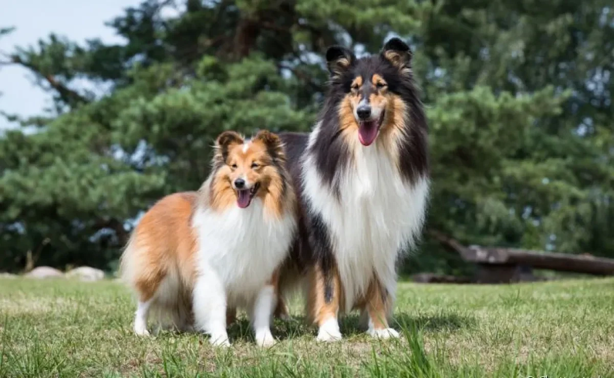 As raças Collie e Pastor-de-shetland são bem semelhantes, mas é claro que cada uma tem suas particularidades. Veja abaixo!