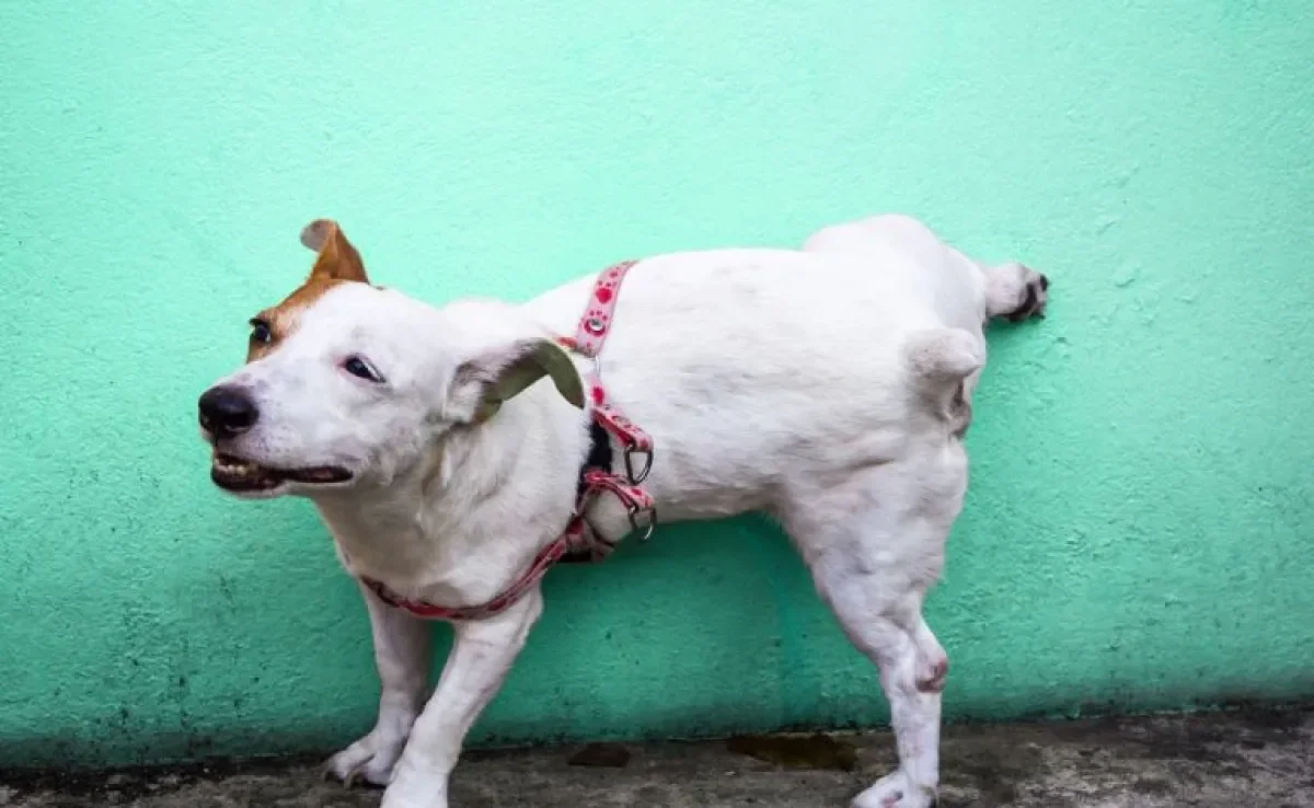 Cachorro fazendo xixi pela casa? Saiba por que e como evitar que isso aconteça