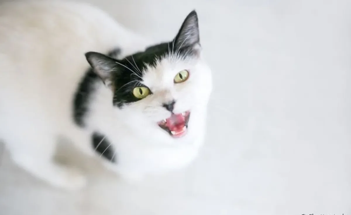 O som de gato miando está fora do normal? Entenda quando isso pode indicar um problema!