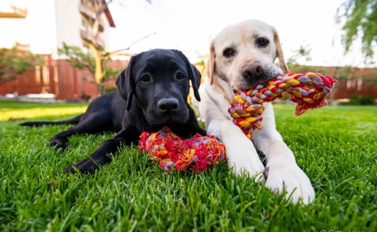 O comportamento canino pode dizer muito sobre a personalidade do seu cãozinho!