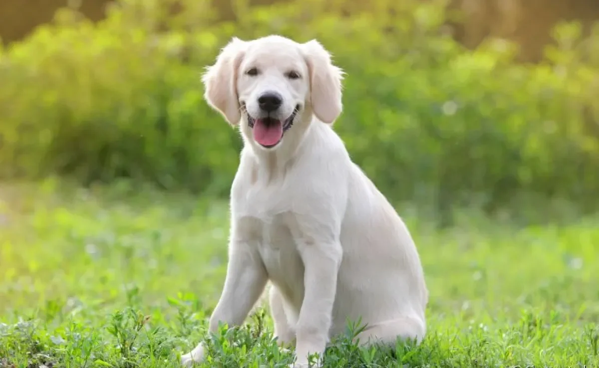 A osteoartrite canina é uma das doenças articulares que mais atingem os cães. Saiba mais sobre ela e outras patologias! 