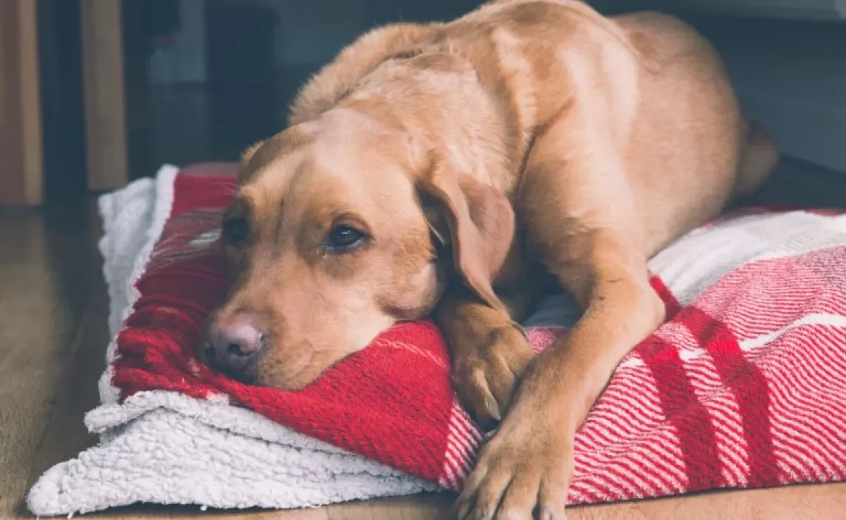Cachorro com gastrite: prostração é um dos sintomas da doença