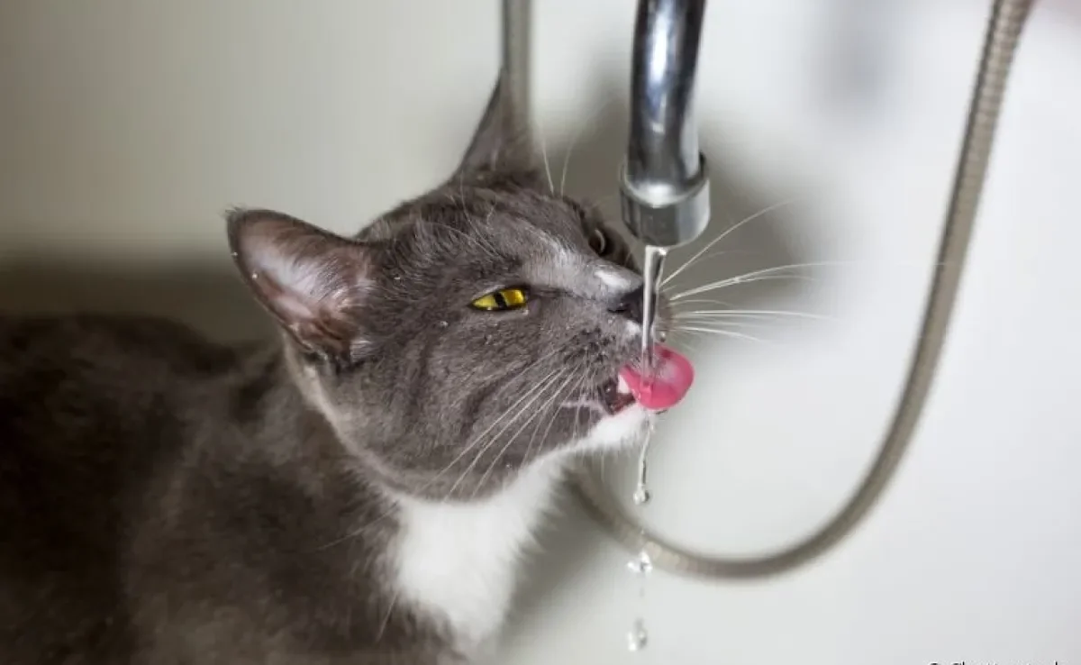 Você sabia que gato sente calor? Descubra como amenizar os efeitos da alta temperatura no seu bichano!