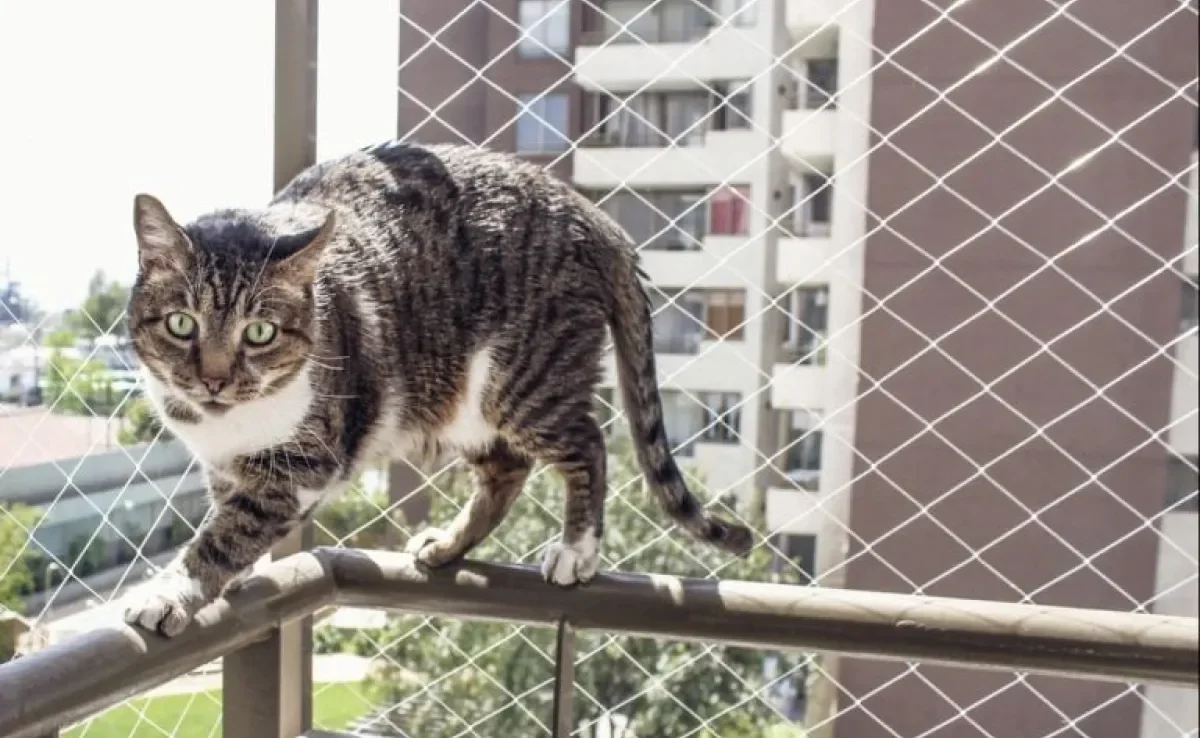 O gato na janela precisa de segurança e conforto!