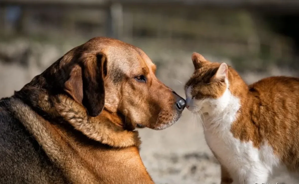 Outubro rosa pet: saiba mais sobre a conscientização do câncer de mama em cadelas e gatas
