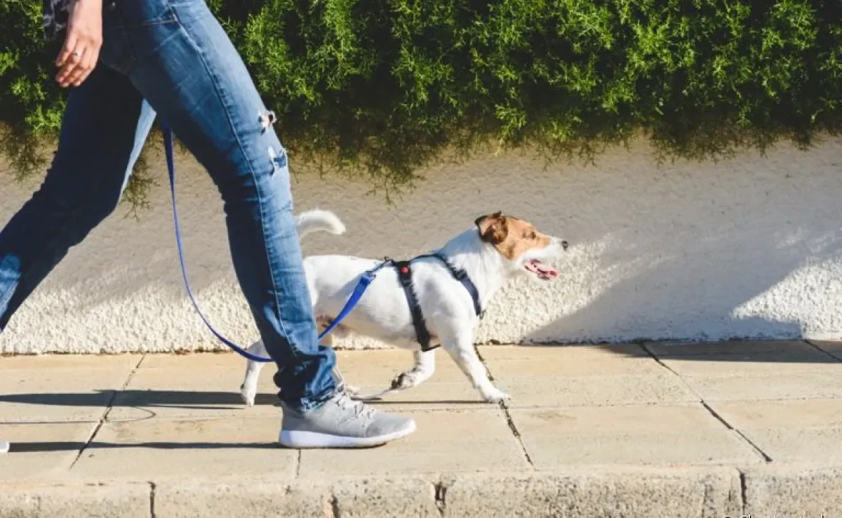 Passear com o cachorro em dias muito quentes requer cuidados especiais. Saiba quais!
