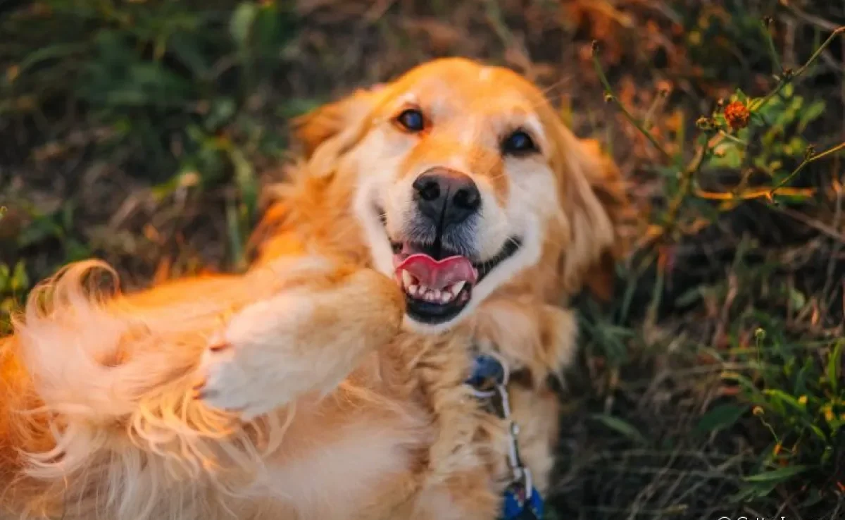 Raças de cachorro obedientes: do Golden Retriever ao Doberman