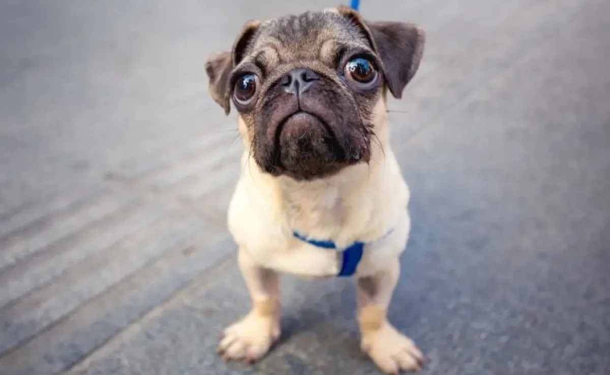 Além da genética, o formato dos olhos e focinho podem influenciar na saúde ocular do cachorro