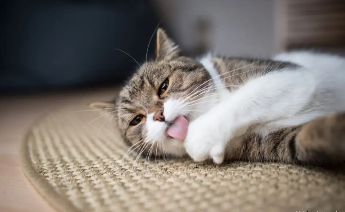  O tapete de sisal para gatos é a opção perfeita para garantir a diversão do seu amigo sem comprometer a decoração da casa 