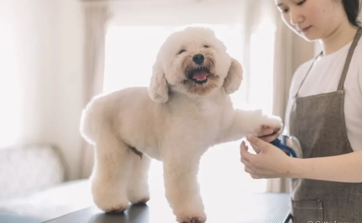  A tosa de cachorro no verão, em alguns casos, pode prejudicar o bem-estar do seu amigo. Saiba mais! 