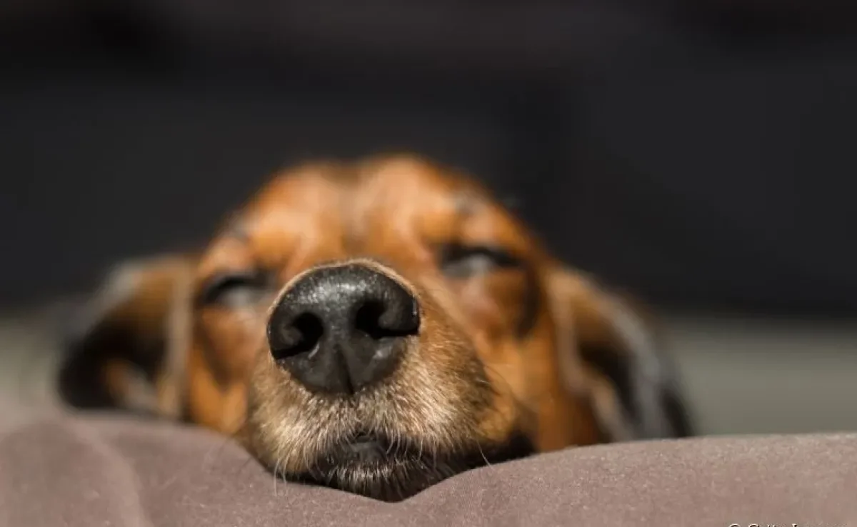 O focinho de cachorro tem linhas exclusivas que funcionam como uma impressão digital