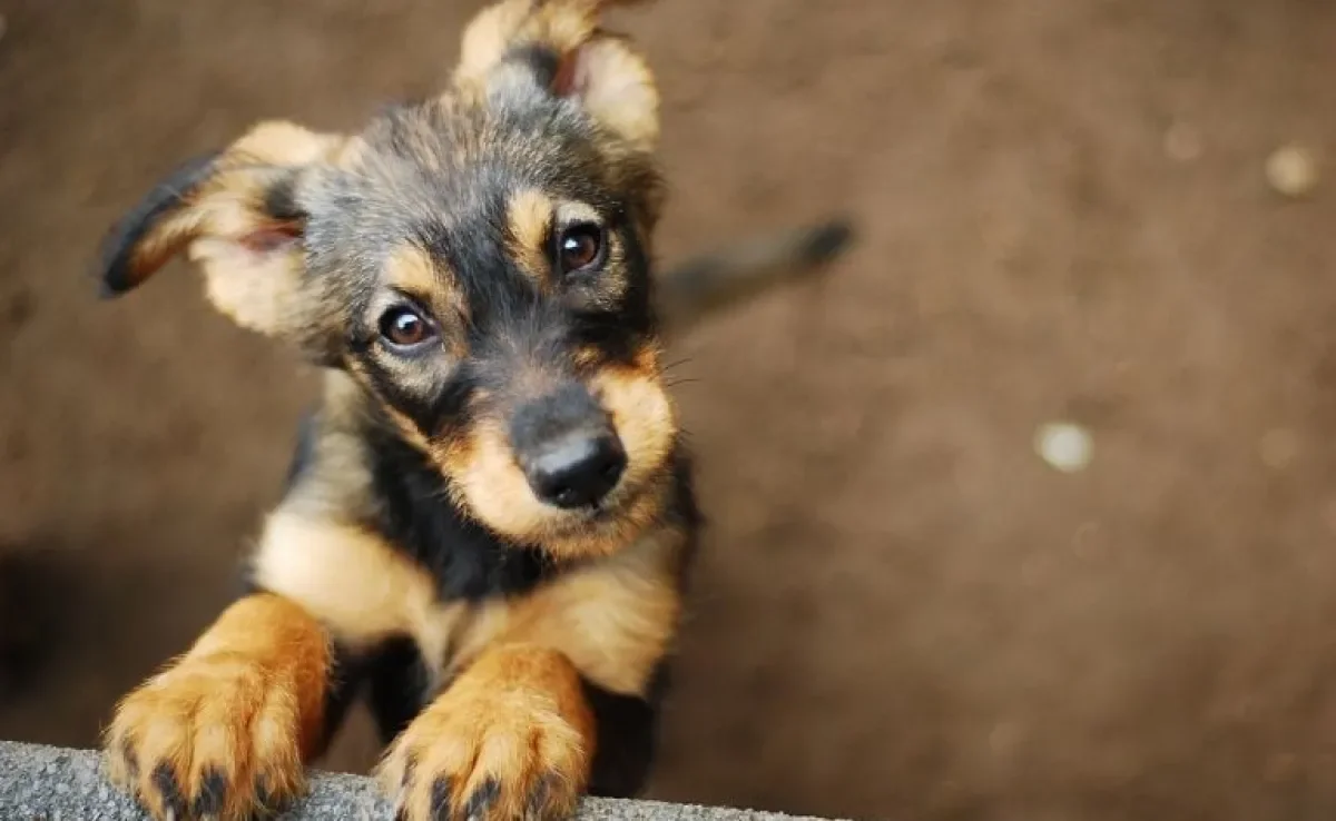 A cinomose em cães é uma doença grave e pode ser ainda mais perigosa nos cachorros filhotes