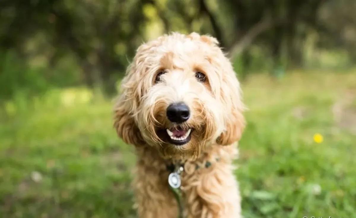 Anatomia canina: entenda como funciona o corpo do seu amigo de quatro patas