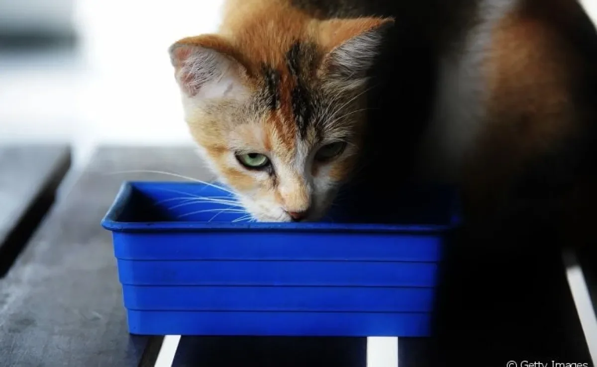 O bebedouro para gatos é um acessório essencial na rotina dos felinos