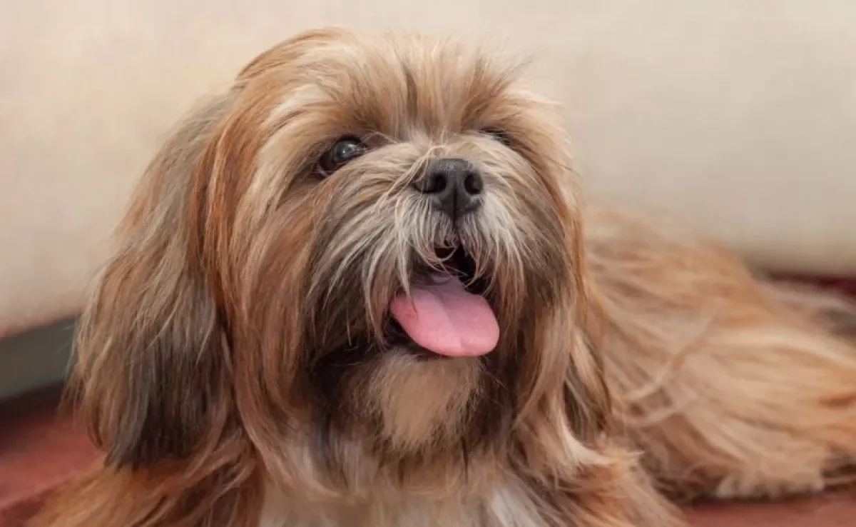 Insuficiência renal: cachorro pode sentir dor? Confira essa e outras informações