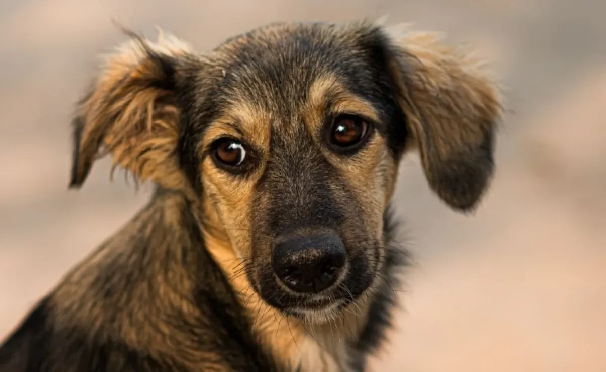 A linguagem comportamental do cachorro pode indicar seus sentimentos. Atenção para sinais de medo!