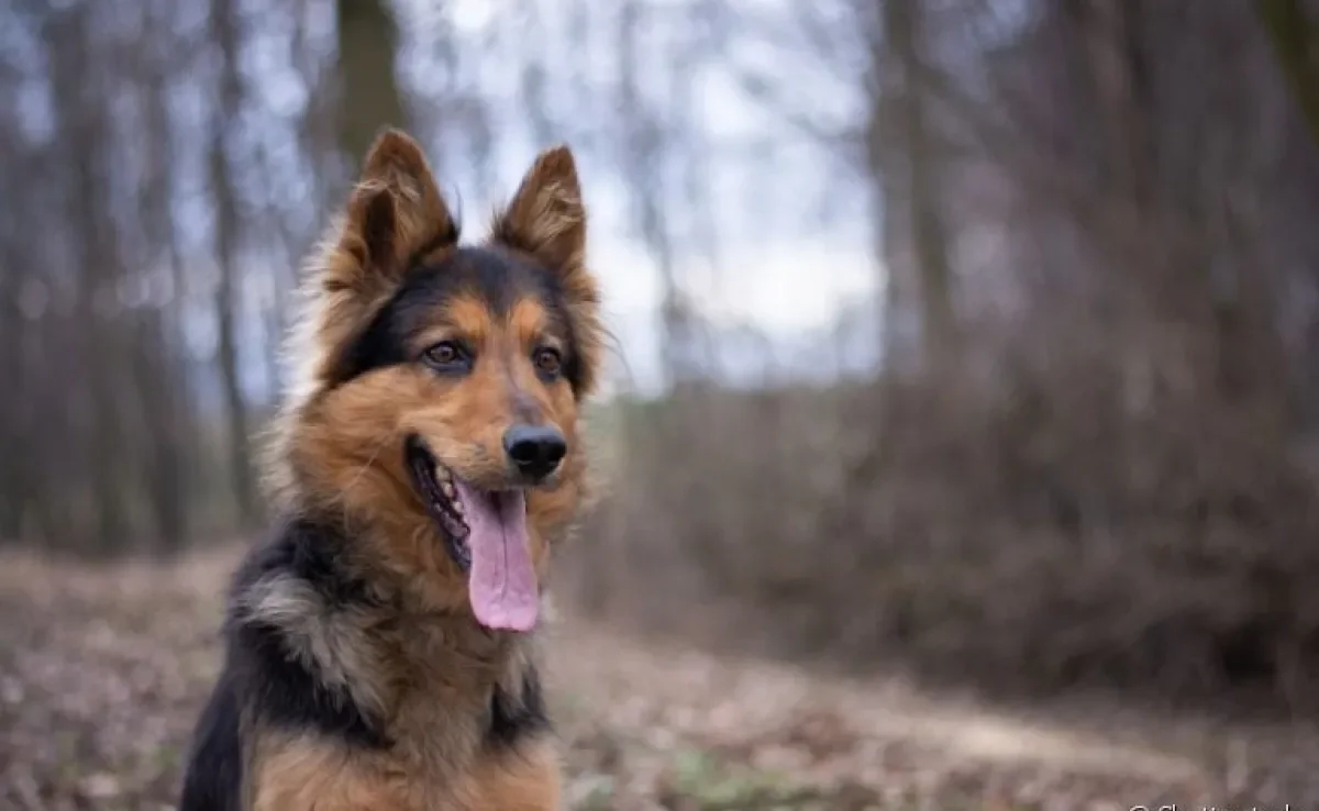Conheça algumas raças de cachorro pastoreio e suas principais características!