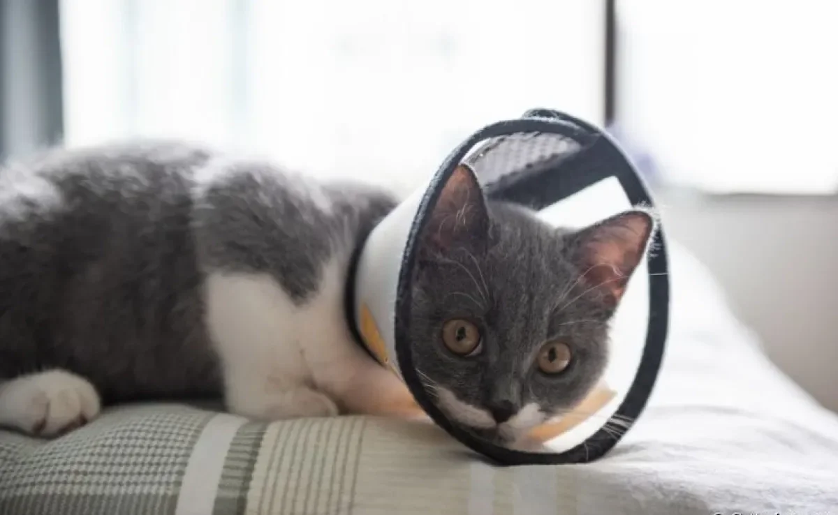 O gato castrado precisa de alguns cuidados específicos para uma boa recuperação. Saiba quais são eles!