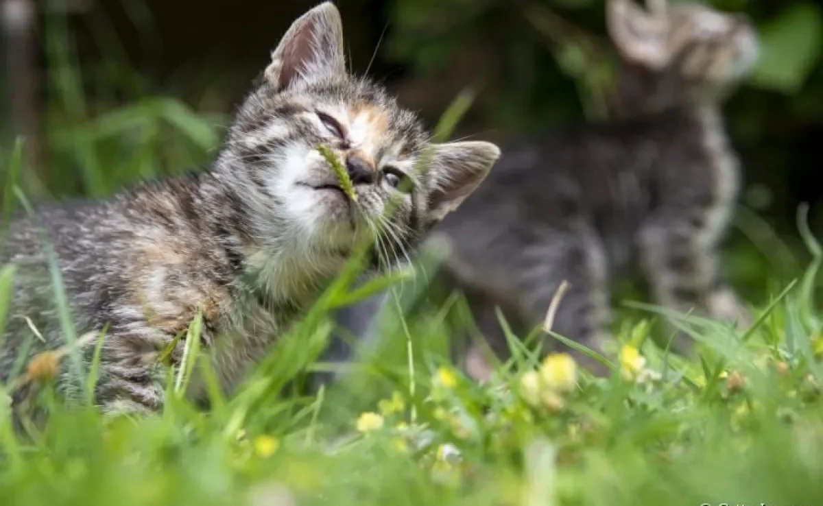 O olfato de gato é super sensível. É por isso que alguns odores são muito fortes para os bichanos