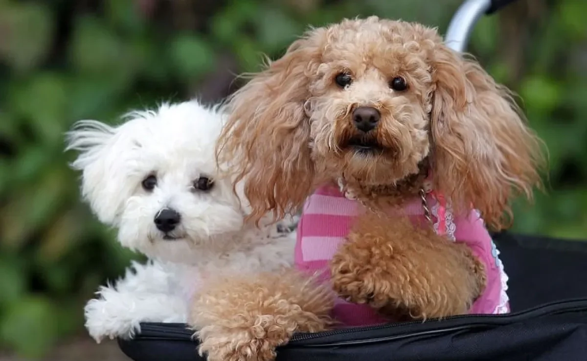 Aprenda tudo que você precisa saber sobre a imunidade baixa de cachorro