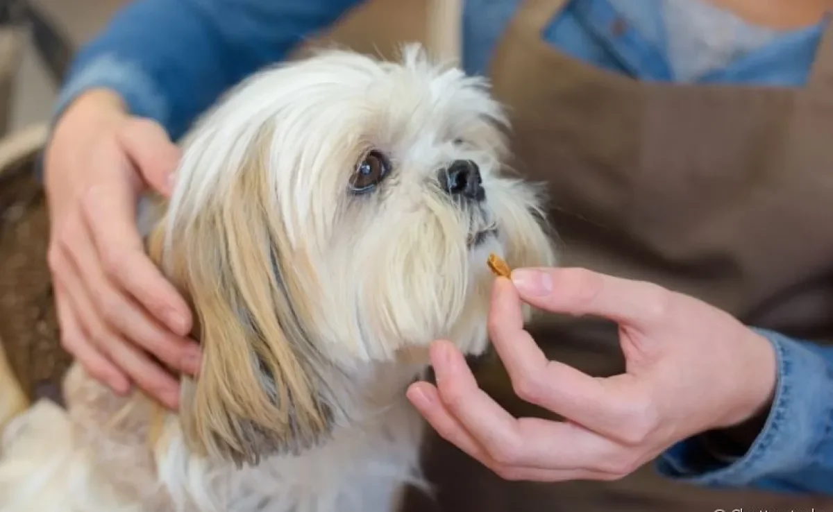 Dar remédio para cachorro pode ser uma situação bem difícil. Saiba como fazer isso!