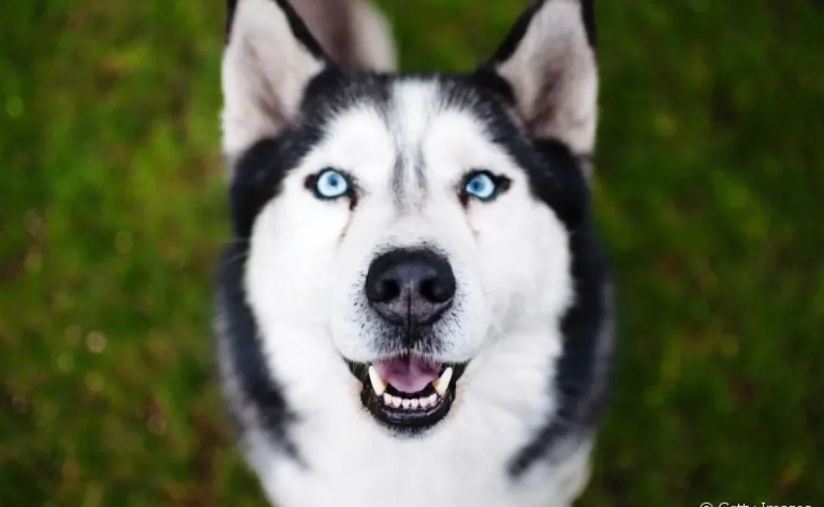 O Husky Siberiano tem maior predisposição genética para algumas doenças. Saiba quais são