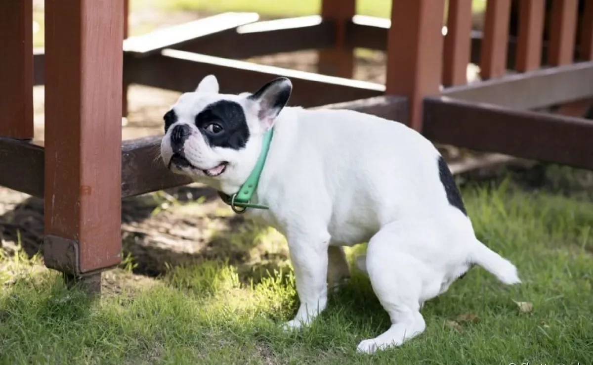 Quer aprender como ensinar cachorro a fazer as necessidades fora de casa? Veja as dicas