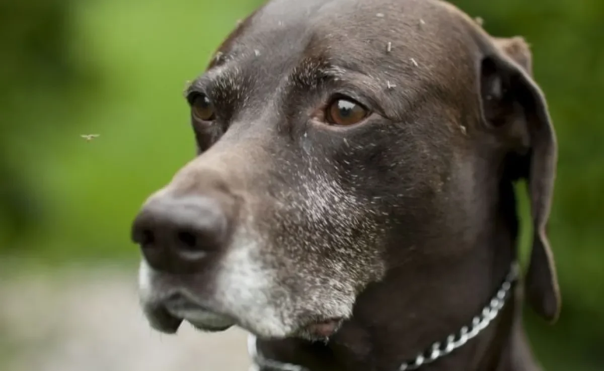 O uso do repelente de mosquitos para cachorro ajuda a prevenir doenças como a leishmaniose