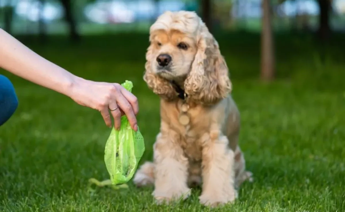Saiba quais opções podem substituir as sacolas plásticas na hora de descartar o cocô de cachorro
