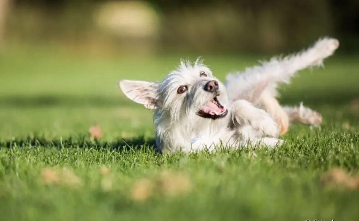 Quais cuidados deve-se tomar ao deixar o cachorro rolar na grama?