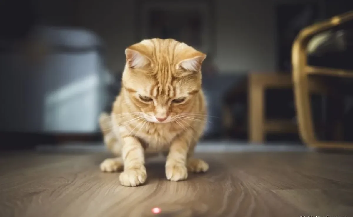 Você tem um gato caçador? Saiba como lidar com esse instinto dos felinos