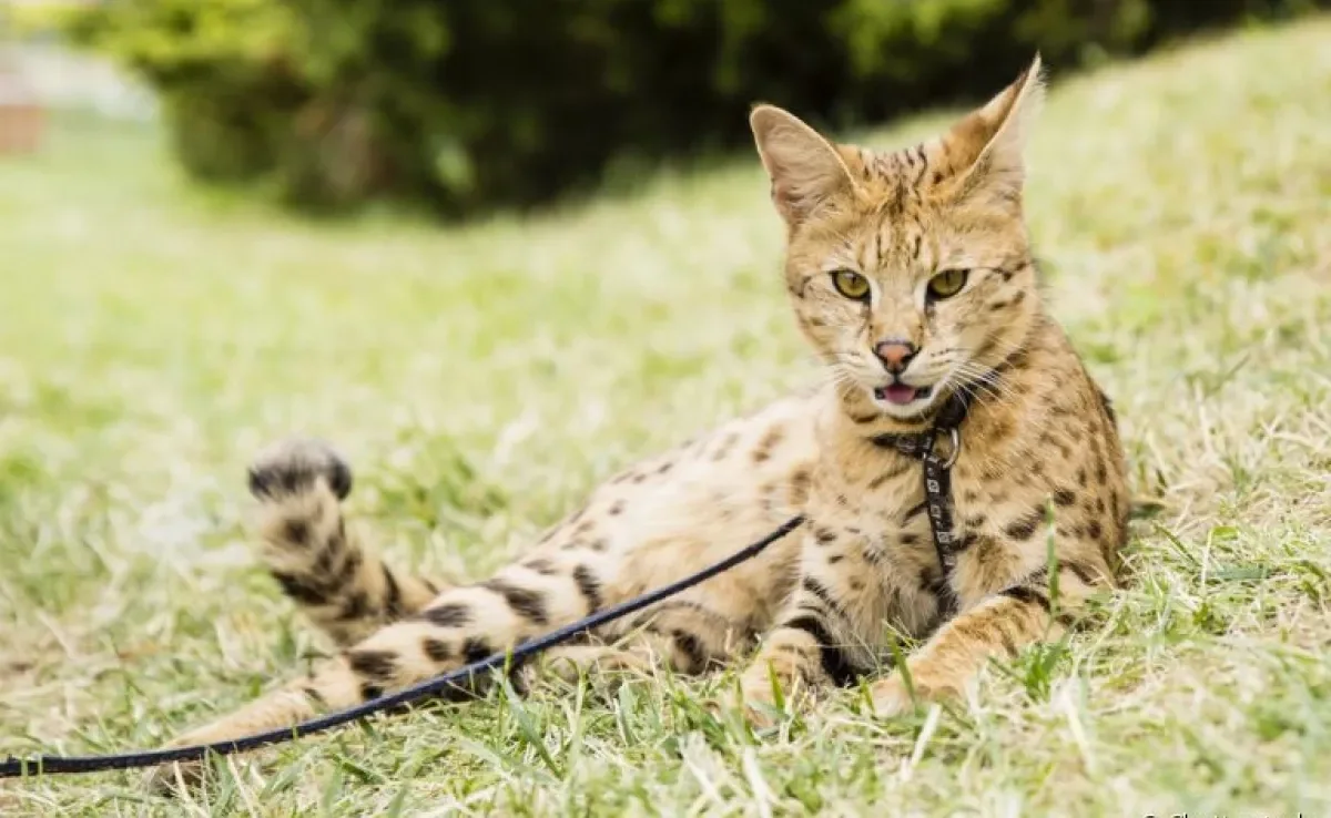 Os gatos exótico são raros, intrigantes e cheios de peculiaridades