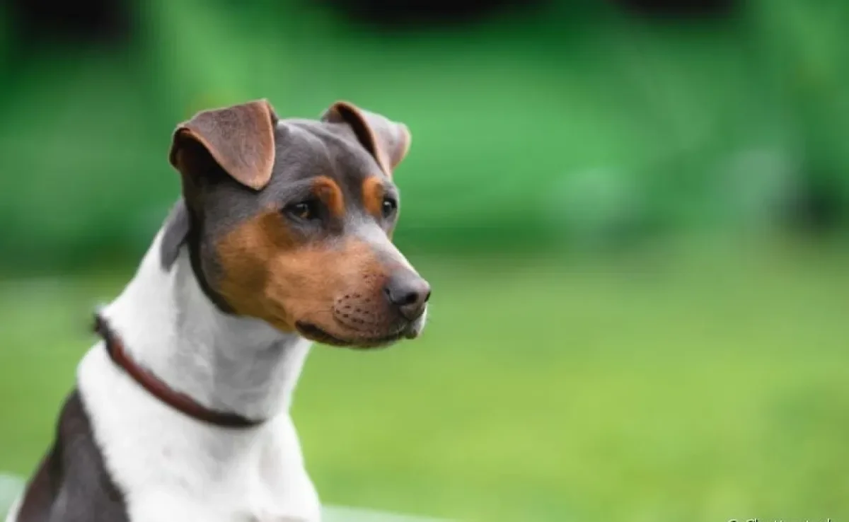 O Terrier Brasileiro, também conhecido como Fox Paulistinha, é um ótimo cão de companhia. Saiba mais sobre a raça!