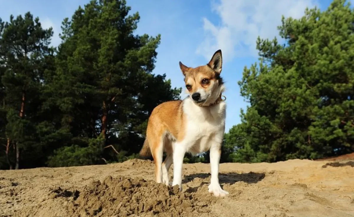 O Norsk Lundehund é uma raça de cachorro com 6 dedos que já foi quase extinta. Saiba mais!