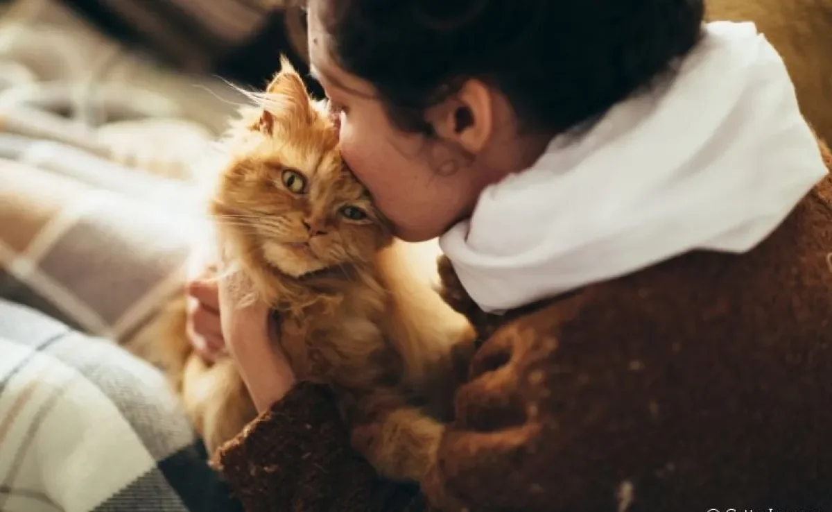 Comportamento do gato: o ronronar e o ato de "amassar pãozinho" ajudam a diminuir a ansiedade dos humanos