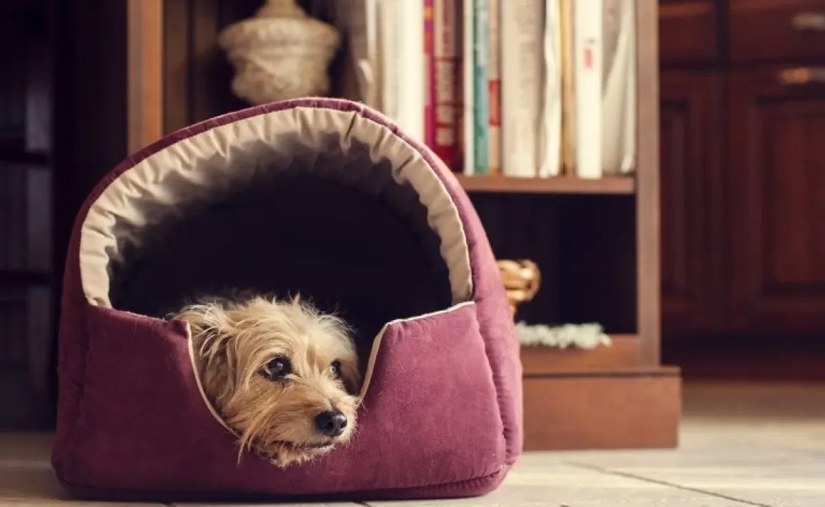 A cama para cachorro é a melhor forma de acomodar o seu amigo na hora do sono