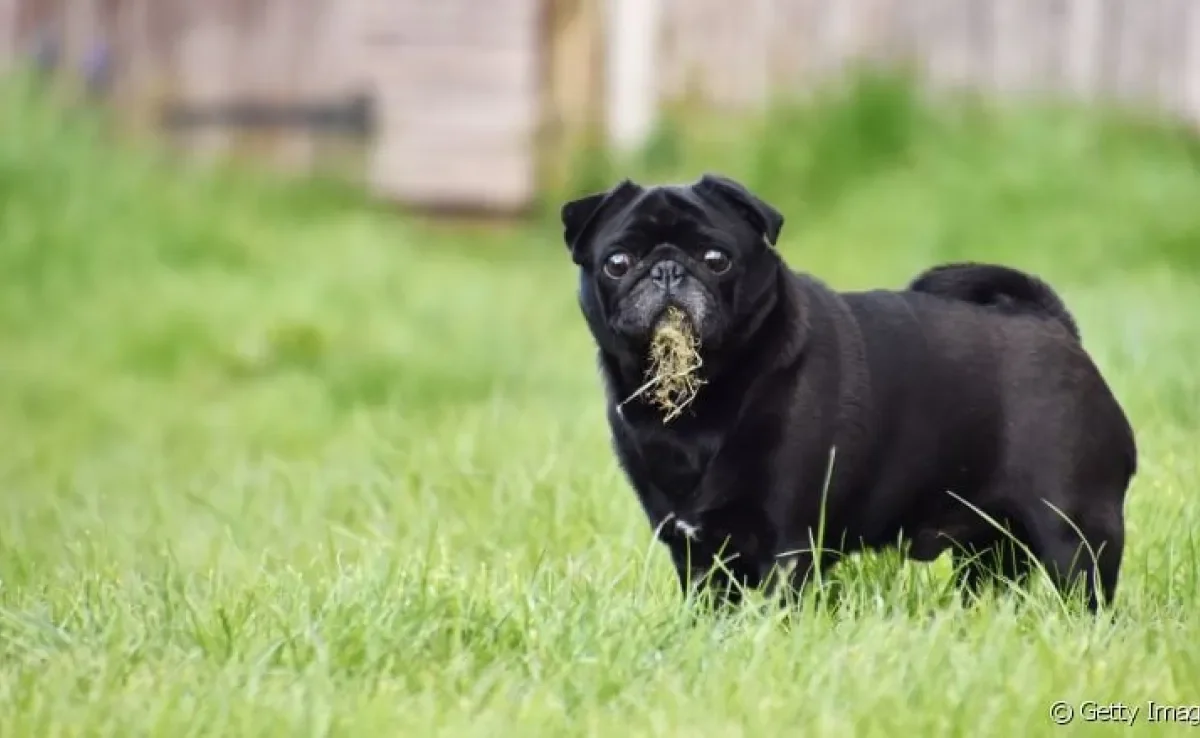 Já se perguntou por que cachorro come terra? Desvendamos esse mistério a seguir!