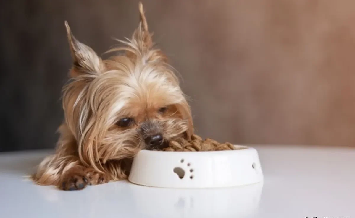 Ração para Yorkshire, Shih Tzu e Pitbull: qual a diferença do alimento específico para essas raças?