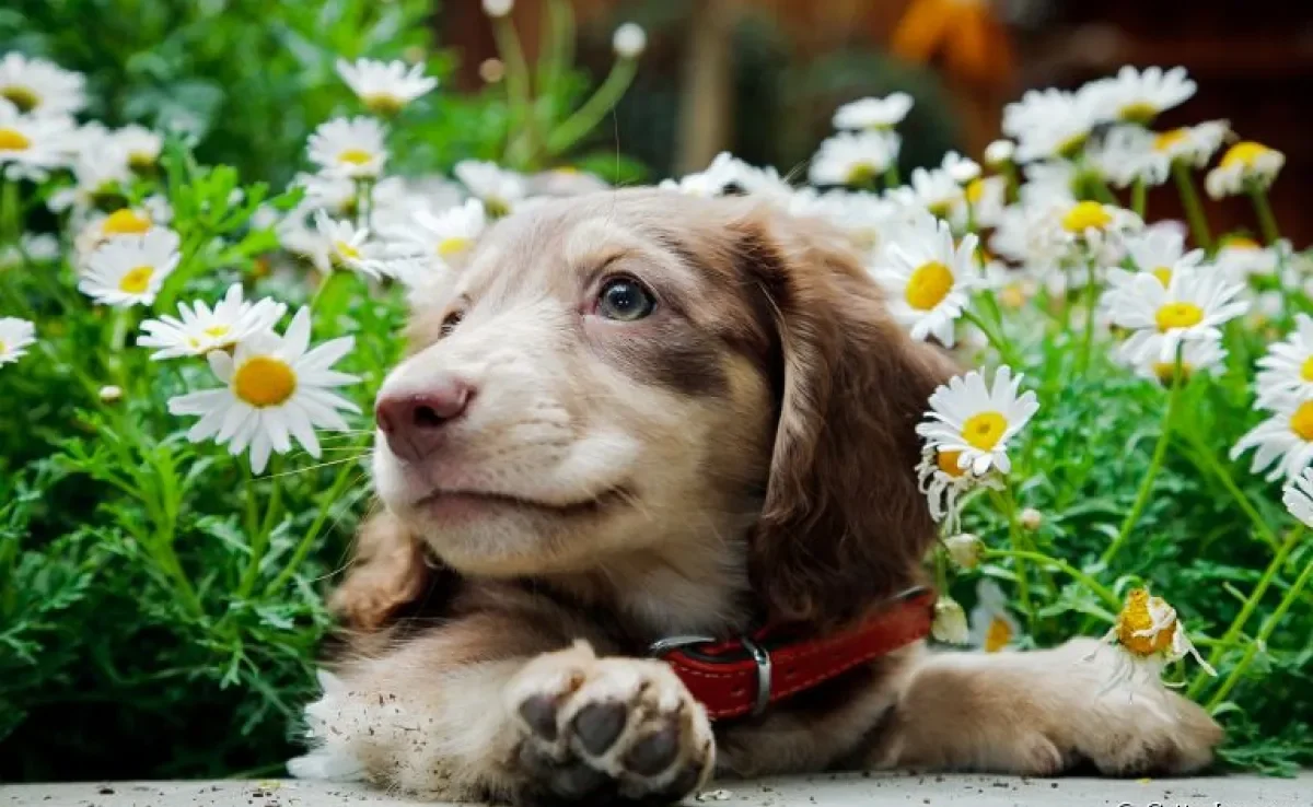 O filhote de cachorro precisa de muitos cuidados nas primeiras semanas de vida