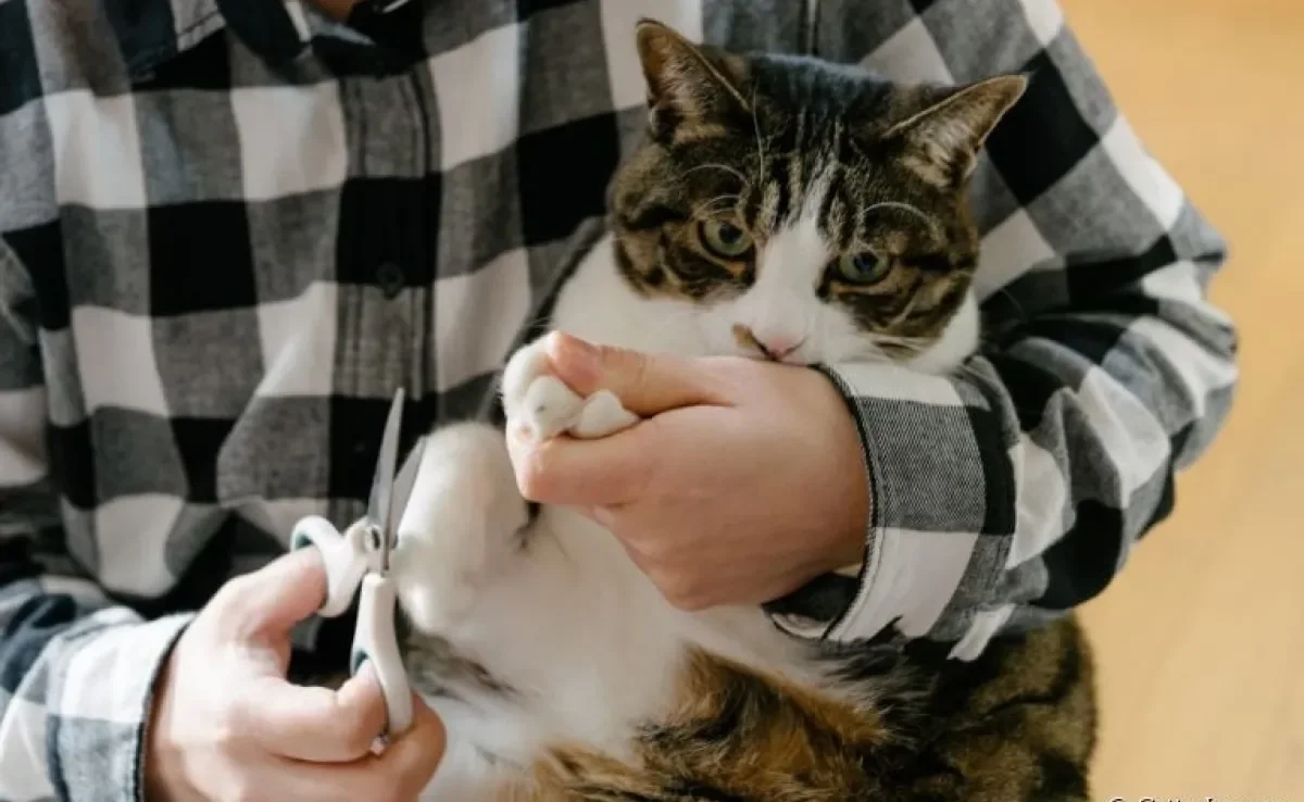 Gato arranhando? Cortar a unha de gato é uma das melhores formas de evitar isso. Veja outras dicas!