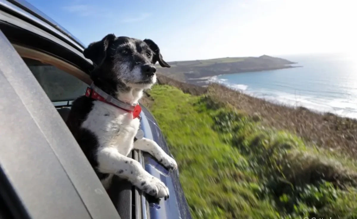 Vai viajar com cachorro? Saiba todos os cuidados que são necessários antes e durante