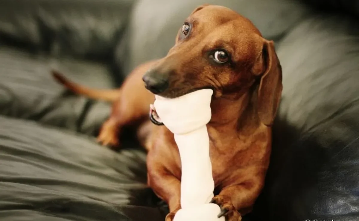 Veja 10 características curiosas sobre o cachorro salsicha